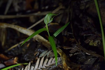 Pterostylis agathicola, photographed by Christopher Stephens