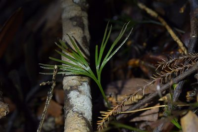 Schizaea dichotoma, photographed by Christopher Stephens