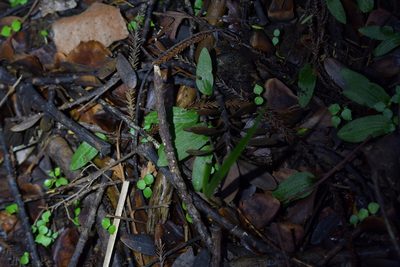 Cyrtostylis oblonga, photographed by Christopher Stephens
