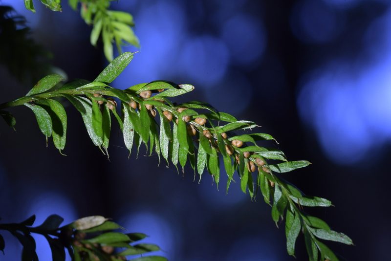 Tmesipteris sigmatifolia, photographed by Christopher Stephens
