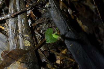 Corybas cheesemanii, photographed by Christopher Stephens