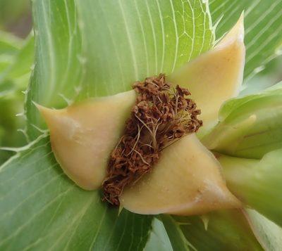 Cliffortia grandifolia, photographed by Nicola van Berkel