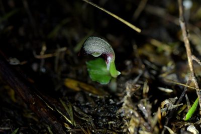Corybas cheesemanii, photographed by Christopher Stephens