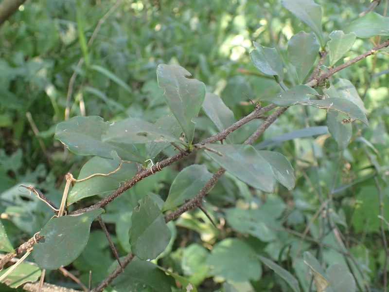 Putterlickia retrospinosa, photographed by Mahomed Desai
