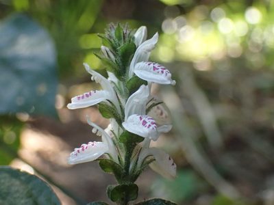 Isoglossa woodii, photographed by Mahomed Desai