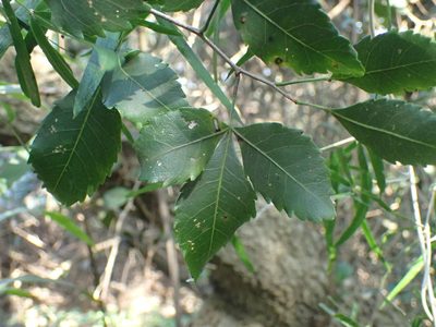 Searsia natalensis, photographed by Mahomed Desai