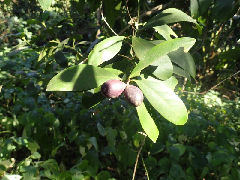 Acokanthera oblongifolia, photographed by Mahomed Desai