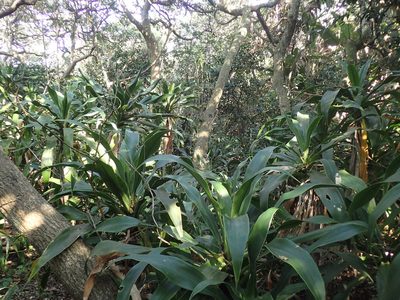 Dracaena aletriformis, photographed by Mahomed Desai