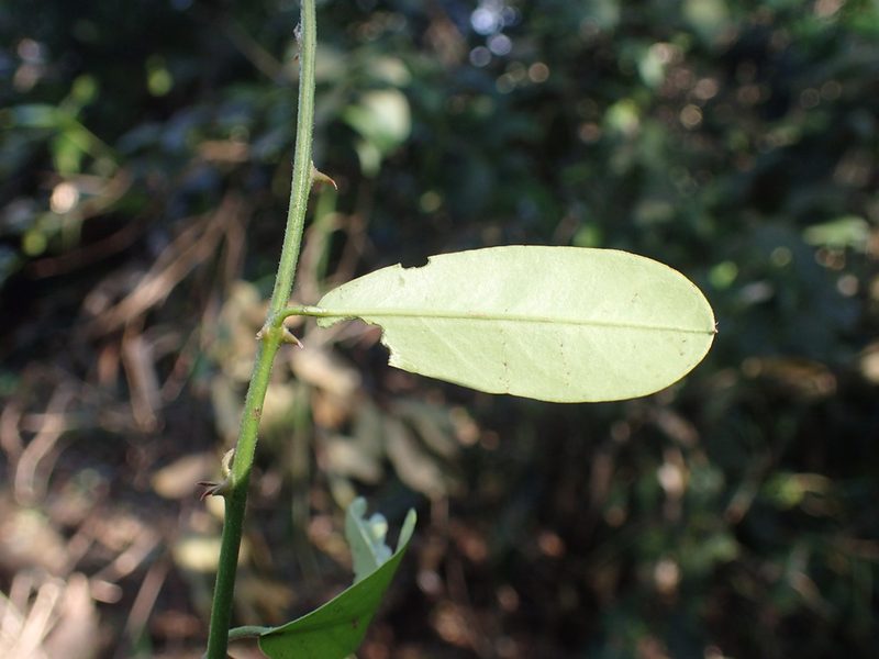 Capparis tomentosa, photographed by Mahomed Desai