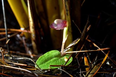 Corybas rotundifolius, photographed by Christopher Stephens
