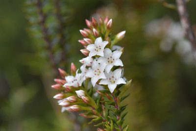 Epacris pauciflora, photographed by Christopher Stephens