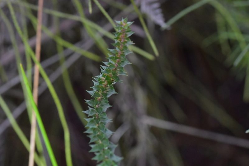 Epacris pauciflora, photographed by Christopher Stephens