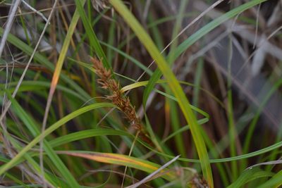 Morelotia affinis, photographed by Christopher Stephens