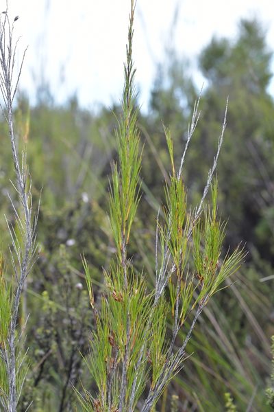 Dracophyllum lessonianum, photographed by Christopher Stephens