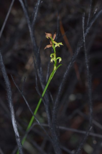 Genoplesium pumilum, photographed by Christopher Stephens