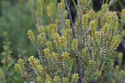 Epacris pauciflora, photographed by Christopher Stephens