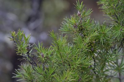 Kunzea linearis, photographed by Christopher Stephens