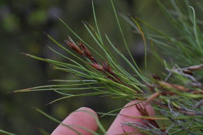 Dracophyllum lessonianum, photographed by Christopher Stephens