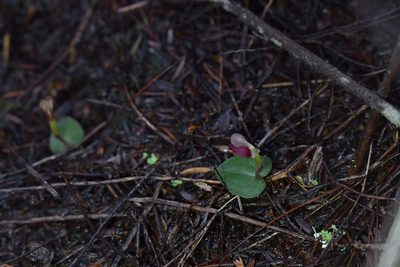 Corybas rotundifolius, photographed by Christopher Stephens