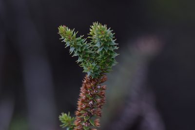 Epacris pauciflora, photographed by Christopher Stephens