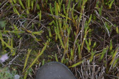 Lateristachys lateralis, photographed by Christopher Stephens