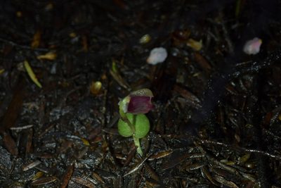 Corybas rotundifolius, photographed by Christopher Stephens