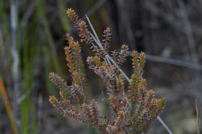 Epacris pauciflora, photographed by Christopher Stephens