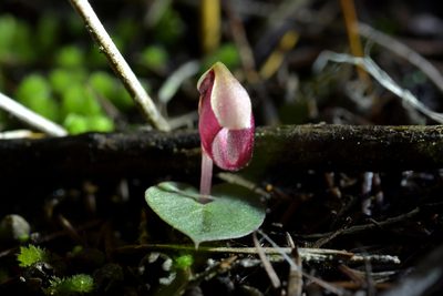 Corybas rotundifolius, photographed by Christopher Stephens