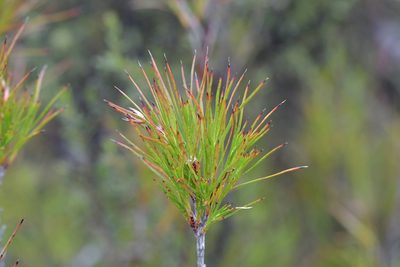 Dracophyllum lessonianum, photographed by Christopher Stephens