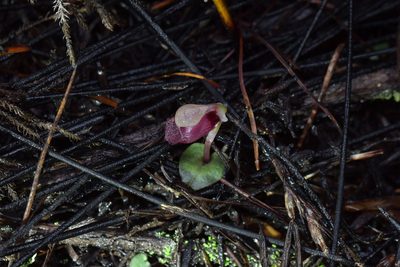 Corybas rotundifolius, photographed by Christopher Stephens