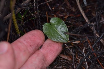 Corybas rotundifolius, photographed by Christopher Stephens