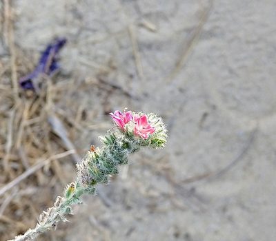 Echium angustifolium, photographed by Kostas Zontanos