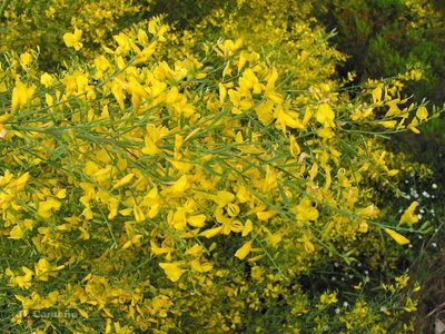 Genista florida, photographed by José Luis Camaño