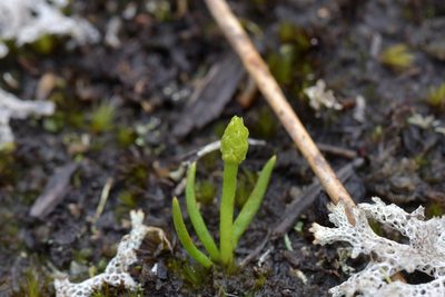 Phylloglossum drummondii, photographed by Christopher Stephens