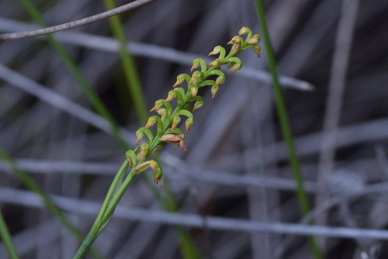 Genoplesium pumilum, photographed by Christopher Stephens