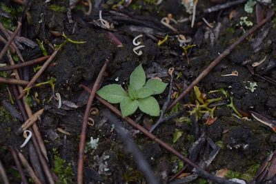 Pterostylis tasmanica, photographed by Christopher Stephens