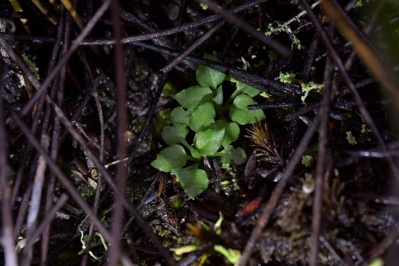 Pterostylis puberula, photographed by Christopher Stephens