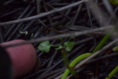 Pterostylis puberula, photographed by Christopher Stephens