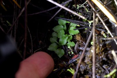 Pterostylis puberula, photographed by Christopher Stephens