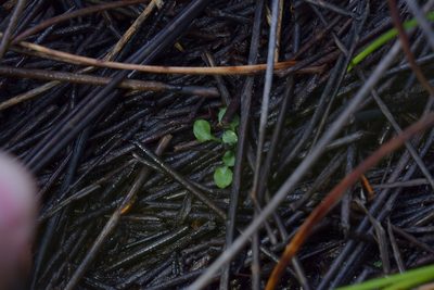 Pterostylis puberula, photographed by Christopher Stephens