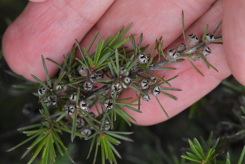 Kunzea linearis, photographed by Christopher Stephens