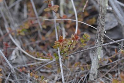 Gonocarpus incanus, photographed by Christopher Stephens
