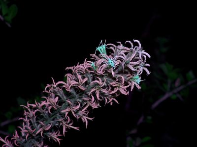 Liatris bridgesii, photographed by Michelle W. （鍾偉瑋）