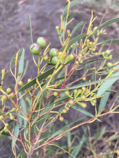 Eucalyptus amygdalina, photographed by krumpianking