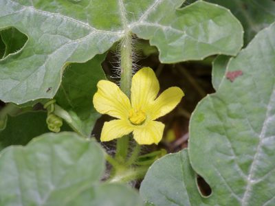 Citrullus lanatus, photographed by Michelle W. （鍾偉瑋）
