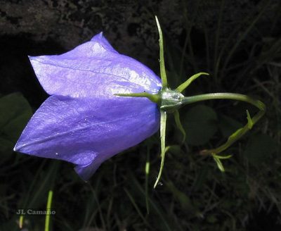 Campanula herminii, photographed by José Luis Camaño