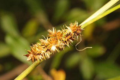 Carex otrubae, photographed by Stephen James McWilliam
