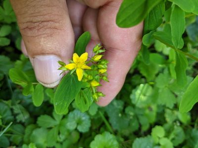Hypericum tetrapterum, photographed by Piermario Maculan