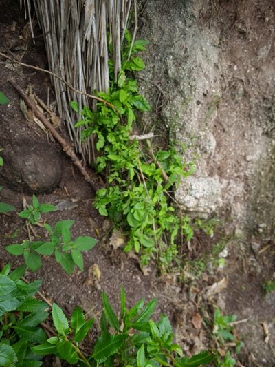 Rorippa divaricata, photographed by gnapp