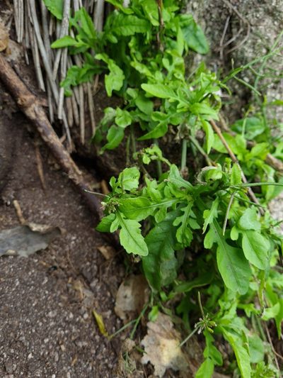 Rorippa divaricata, photographed by gnapp
